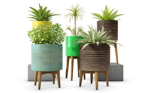 三色千年木、金叶女贞、形似虎尾兰盆栽植物