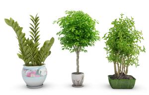 雪铁芋、垂叶榕、幌伞枫盆栽植物