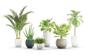 蒲葵、散尾葵、琴叶榕、金钱蒲盆栽植物