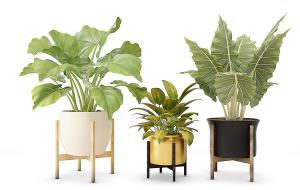 大野芋、海芋、形似白掌盆栽植物