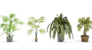 棕榈、散尾葵、铁树盆栽植物