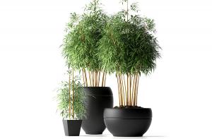 磨砂材料花盆、竹子盆栽植物