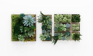 花月夜、多肉、变色木画框植物墙