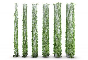 在柱子上的爬山虎藤蔓植物