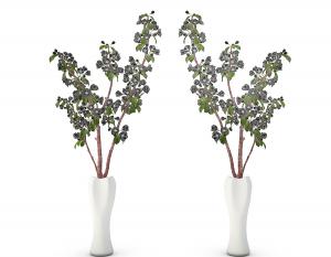 形似树马齿苋的花瓶花卉