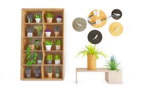 绿萝、多肉、春兰盆栽植物