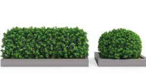 长方形花池海桐球灌木绿植