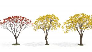 景观树木之开着花的火焰树、黄花风铃木