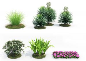 也门铁、针茅和剑麻花草灌木植物