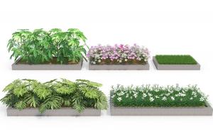 方形花池秋英波斯菊、八角金盘和龟背竹花草植物