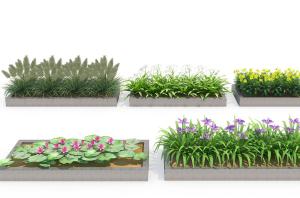 花草植物之长方形花池芦苇花、睡莲和紫色鸢尾花