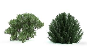 形似六月雪的绿植花卉