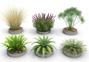 圆形花池棕竹、羽扇豆和鸟雀蕨花草植物