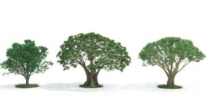 景观树木之三棵中型榕树