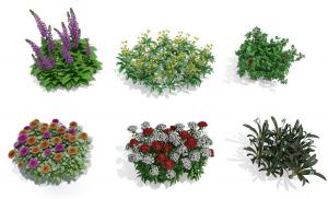 紫色羽扇豆、美女樱和非洲菊花草植物