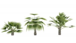 热带景观树木之高低不同的棕榈树