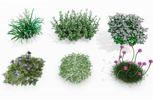 海石竹、雏菊花草植物