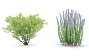 花草植物之紫色分药花