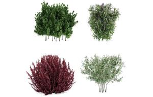 形似黄杨、日本小檗的灌木花卉