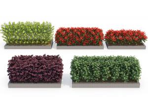 红花檵木球、红叶石楠球灌木绿植