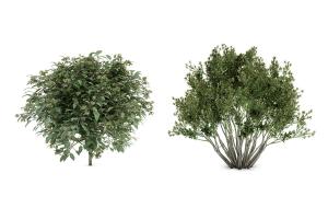 形似灰莉灌木绿植