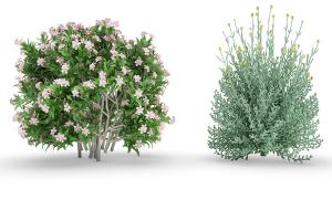 木槿花树、银叶菊灌木花卉