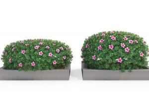 开着花的木槿灌木花卉球