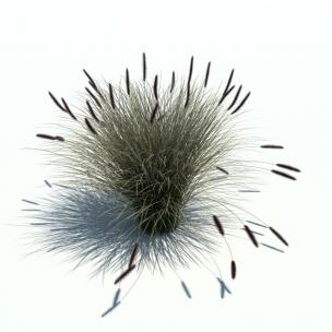 芒颖大麦草花草绿植