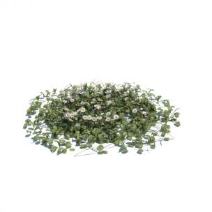 大滨菊花草绿植