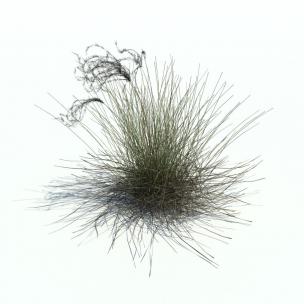 蓝羊茅花草植物