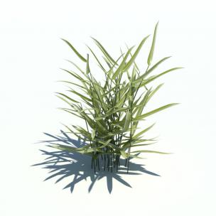 韭黄竹花草绿植