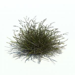 形似沿阶草的花草绿植