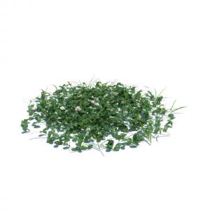 形似靖西海菜花草绿植