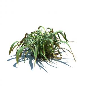 形似吊兰的花草绿植