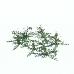 形似平枝栒子的花草绿植