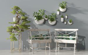 中式景观松树盆景、花架和墙面植物庭院景观小品