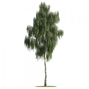 景观树木之垂柳树