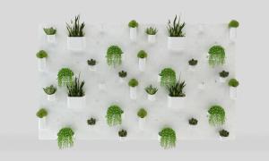 绿萝、虎皮兰植物墙