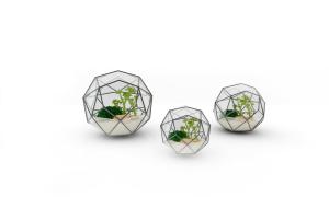 多面体中的盆栽植物