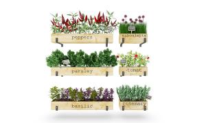 小辣椒、大葱花、西芹、罗勒盆栽植物墙