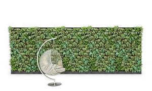 形似金边黄杨、玉簪的植物墙