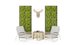 黄金榕画框植物墙