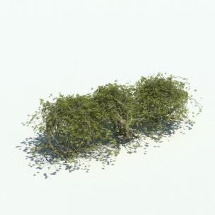 形似迎春花的低矮藤蔓植物