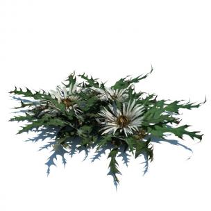 蒲公英花草绿植