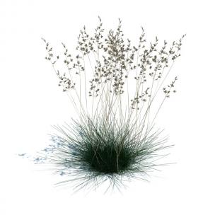 灯心草花草绿植