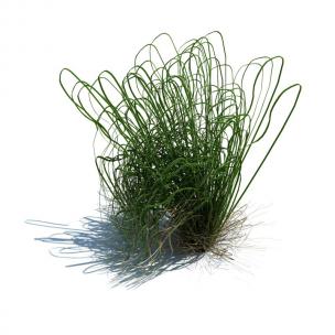 弹簧草花草绿植