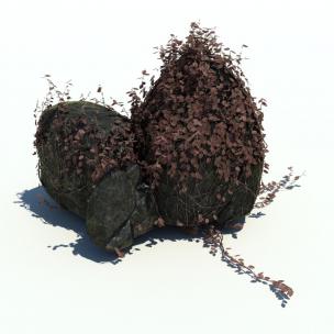 两块石头上的红叶植物