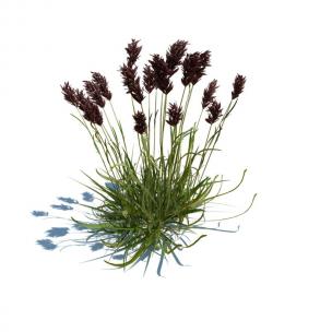 水甜茅花草绿植