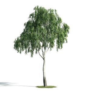 类似柠檬桉的景观树木