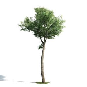 粗主干、形似榉树的景观树木